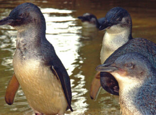 Featherdale-Wildlife-Park Australia ©David-Ireland-Tourism-Australia-EXPIRES-04.01.2018