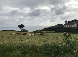 Guernsey Cows