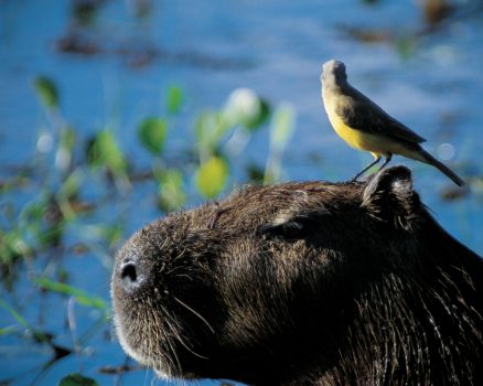 Pantanal, Brazil NCN