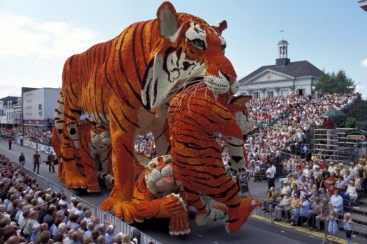 Dutch Dahlias on Parade - Tigers made out of Dahlias in Holland