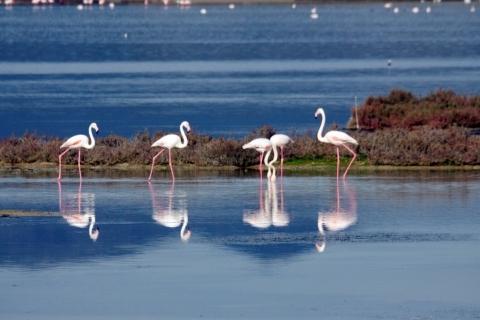 South West Sardinia, Italy - Flamingoes