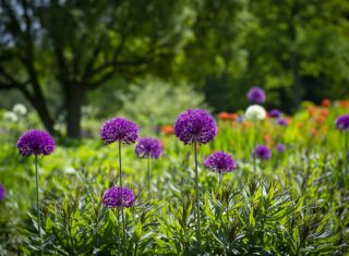 RHS Garden Harlow Carr, Harrogate, North Yorkshire - Flower Show - Spring-Childrens Gardening Event © RHS, sirastudio