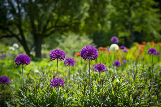 RHS Garden Harlow Carr, Harrogate, North Yorkshire - Flower Show - Spring-Childrens Gardening Event © RHS, sirastudio