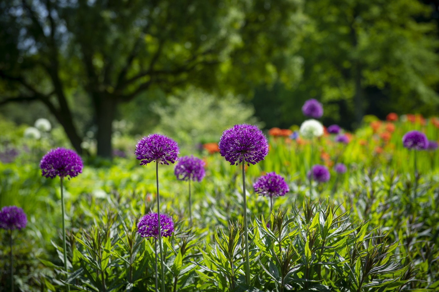 RHS Garden Harlow Carr, Harrogate, North Yorkshire - Flower Show - Spring-Childrens Gardening Event © RHS, sirastudio