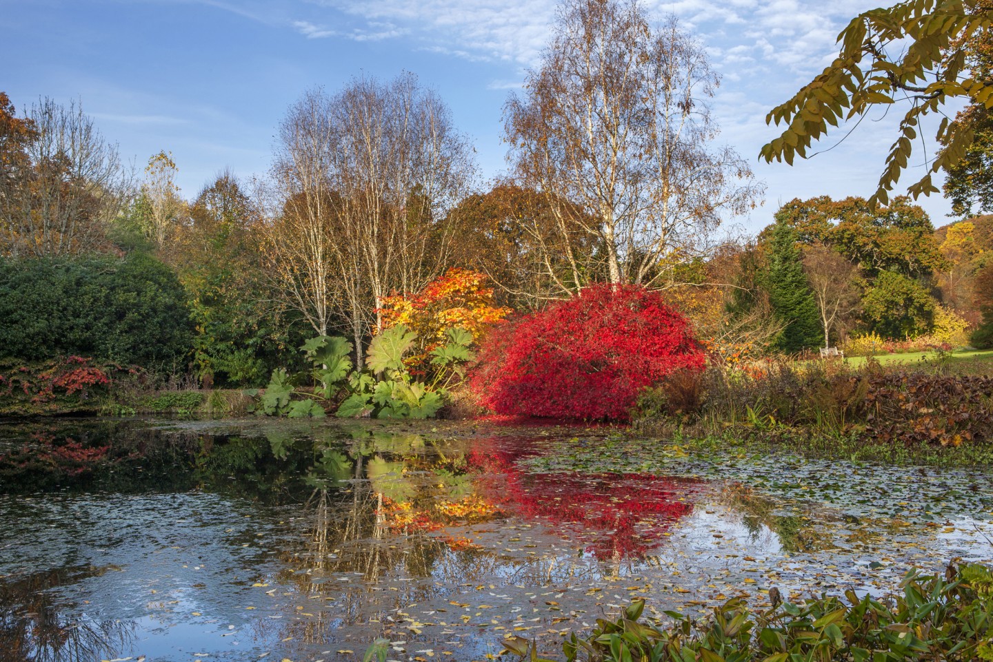 RHS Garden Rosemoor, Devon - Autumn colour by the lake © RHS, Clive Nichols
