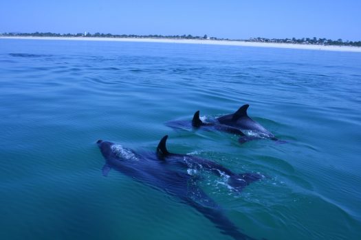 Dolphins, Portugal