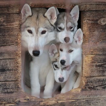 Finland - KoiraKikka - Huskyes © VisitLahti