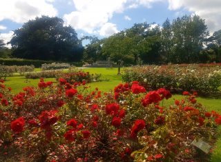 Tralee - Rose Garden