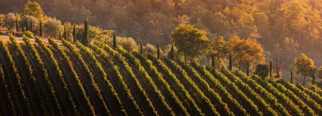 Chianti, Tuscany - Chianti Vineyards