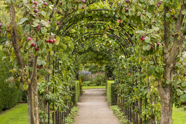 Gardens, fruit trees, apples, pears