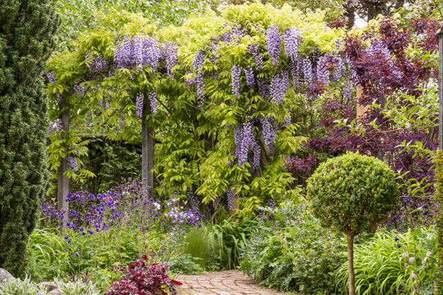 Pergola, plants, flowers