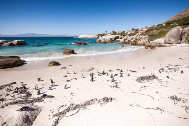 Penguins at Boulders Beach, South Africa