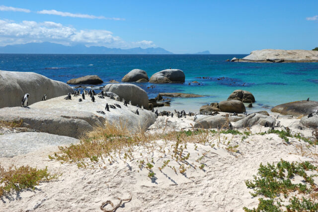 Penguins, Beach, South Africa