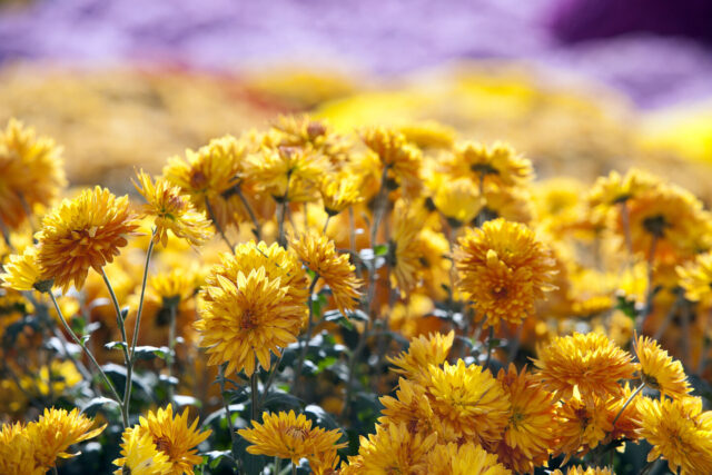 Chrysanthemums at Chrysanthema Festival
