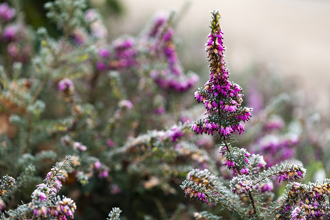 Purple heather in the Winter Garden at Dunham Massey