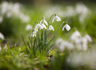 Snowdrops at Dunham Massey