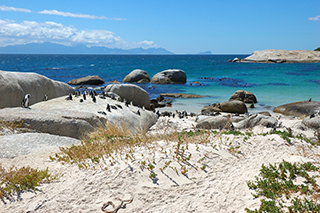 Penguins at Boulders Beach