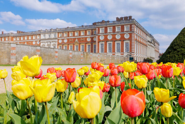 Hampton Court Palace, London, Gardens, Tulips