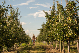 Apple picking at an Orchard in Kelowna