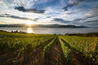 CedarCreek Estate Winery