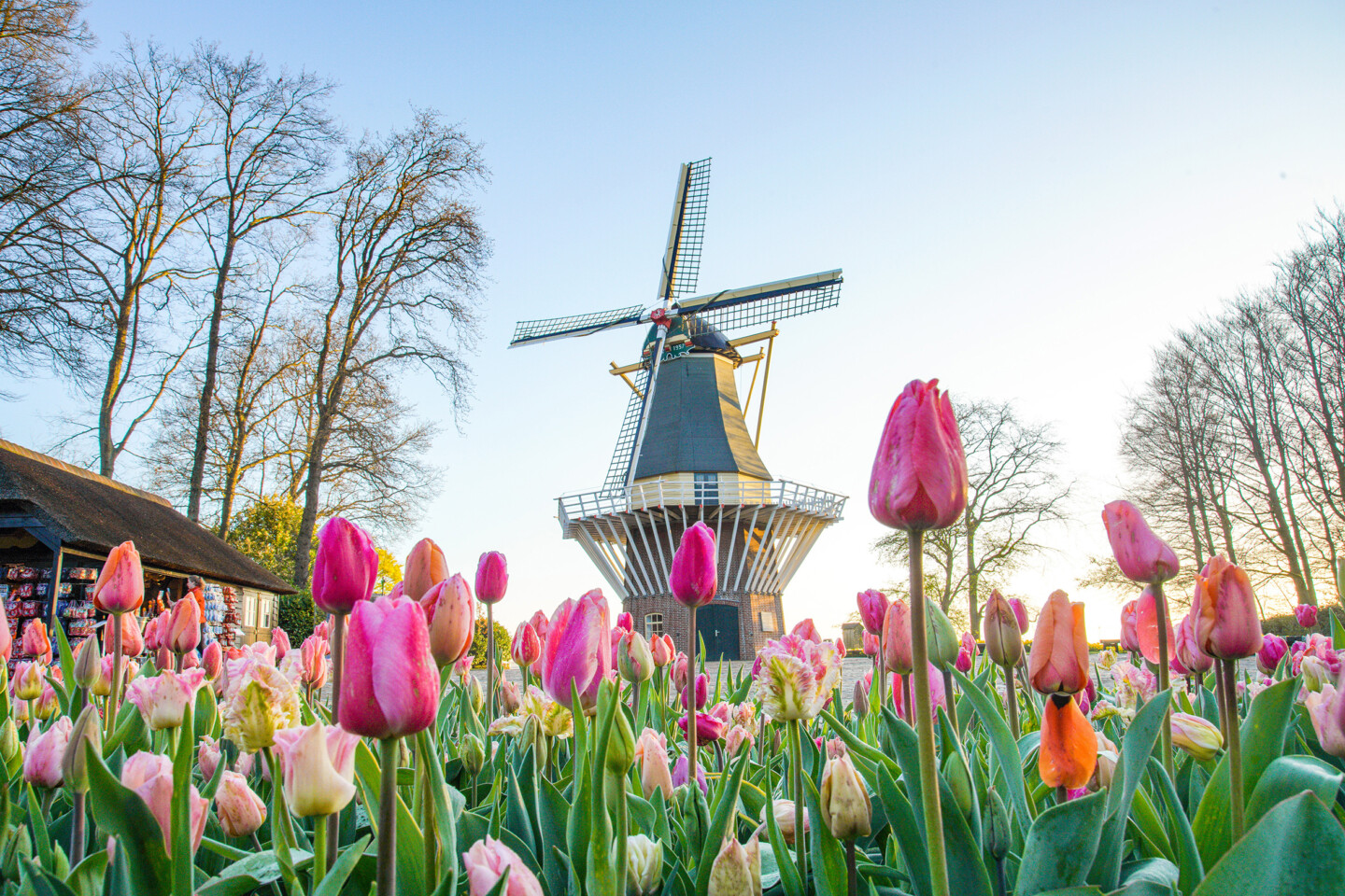 Keukenhof gardens, tulips, windmill