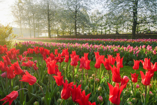 Keukenhof gardens, tulips, netherlands, Holland for groups