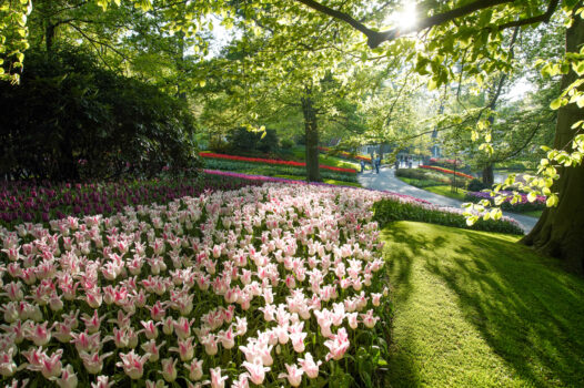 Keukenhof Gardens, Netherlands