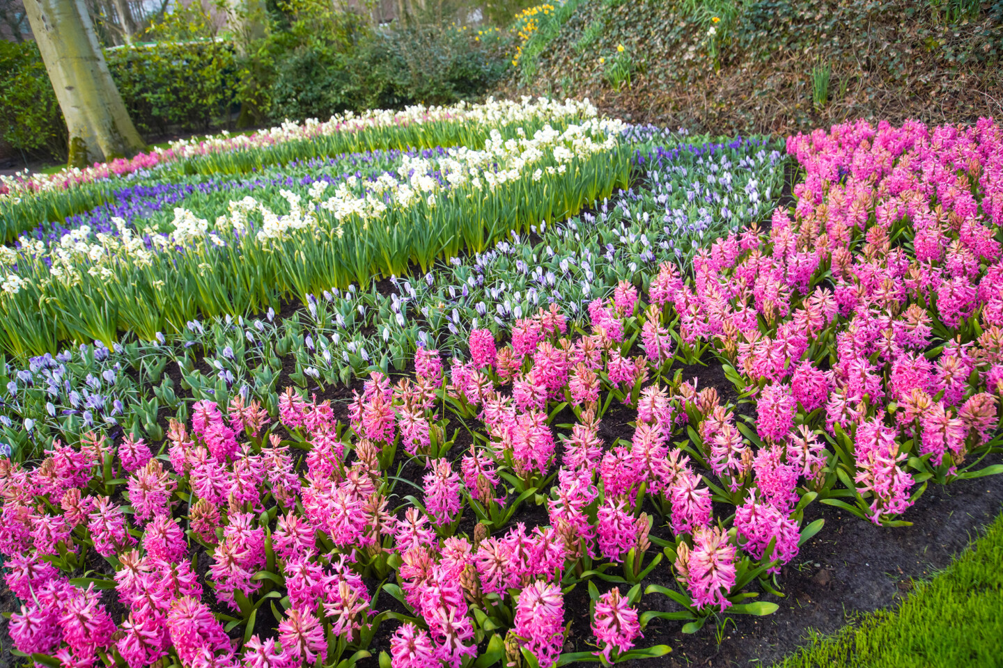 Keukenhof gardens, tulips, flowers
