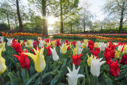 Holland, Netherlands, bulbfields, Keukenhof Gardens