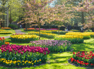 Keukenhof gardens, tulips