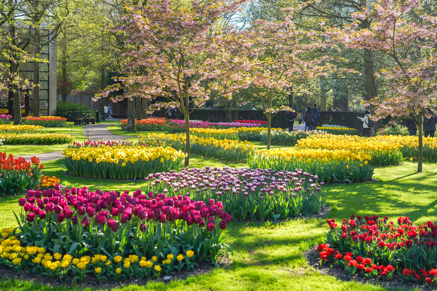Keukenhof gardens, tulips