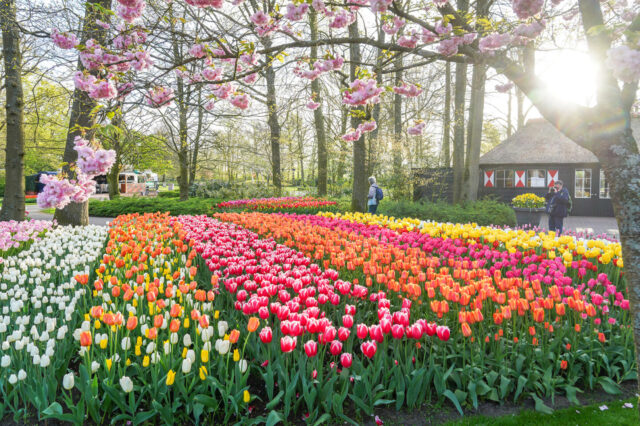 Keukenhof Gardens bulbfields, tulips