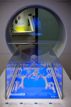 King Richard III Visitor Centre, Leicester - 3D print of skeleton