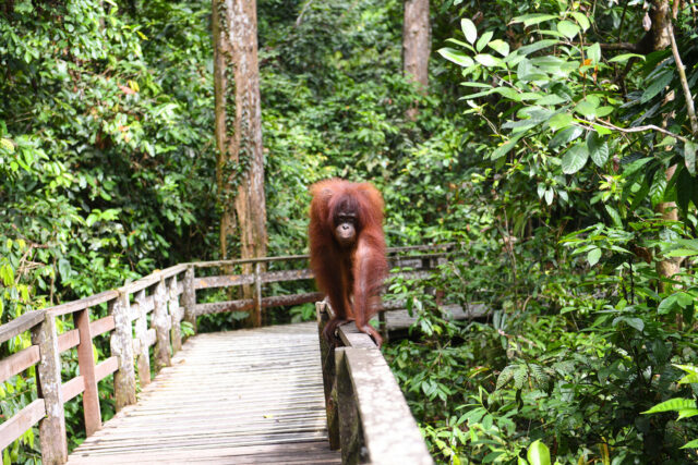 Malaysia, Sabah, Borneo, Orangutan