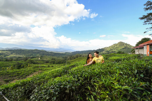 Malaysia, Sabah, Borneo - Sabah Tea Plantation