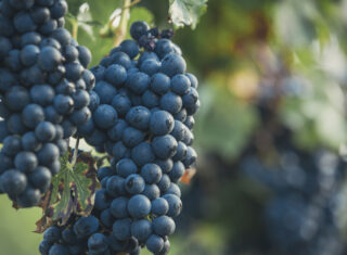 Niagara-on-the-Lake, Ontario, Canada - Close-up of grapes
