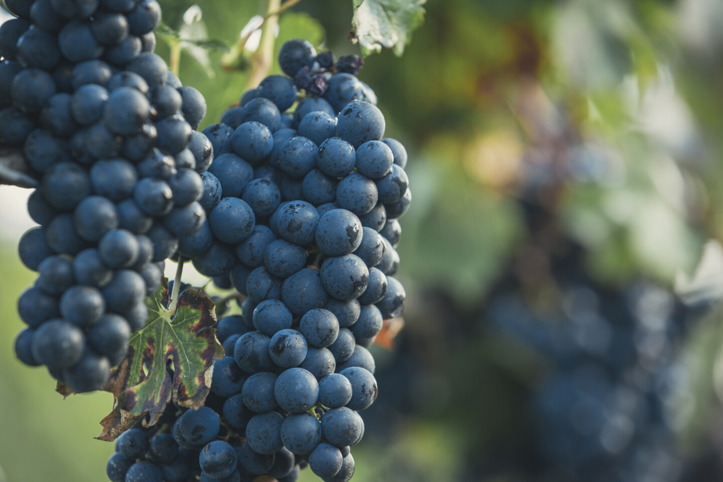 Niagara-on-the-Lake, Ontario, Canada - Close-up of grapes