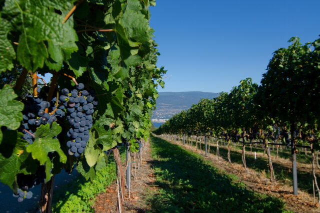 Okanagan Valley, Canada, Grapes, Vineyard
