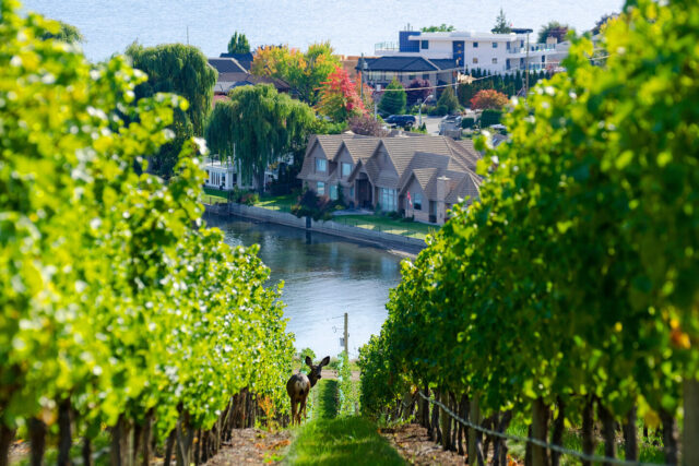 Okanagan Valley, Canada, Vineyard, Doe, Vines