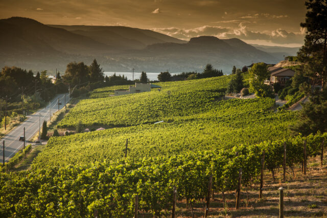 Okanagan Valley, Canada, Vineyard