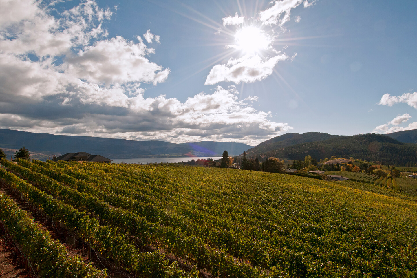 Okanagan Valley, Vineyard, Summer