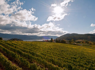 Okanagan Valley, Vineyard, Summer
