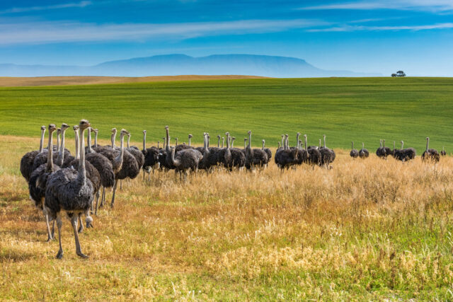 South Africa, Ostriches, Sunny day. Distant mountains and a lone distant tree