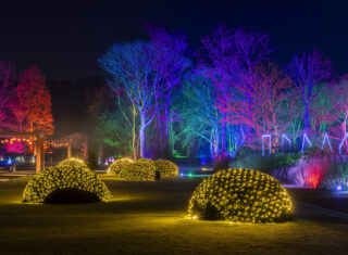 Glow, Bridgewater, Garden, Lights
