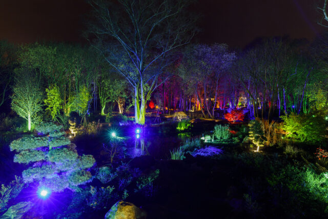 Glow, Bridgewater, Garden, Lights
