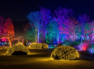 Glow, Bridgewater, Garden, Lights