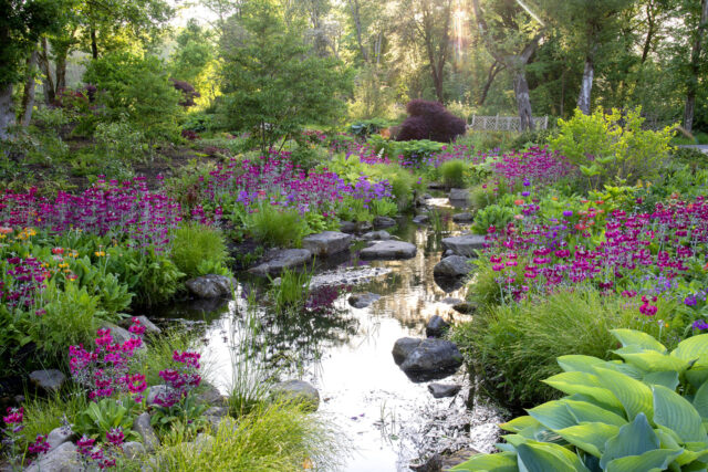 The Chinese Streamside Garden in spring at RHS Garden Bridgewater
