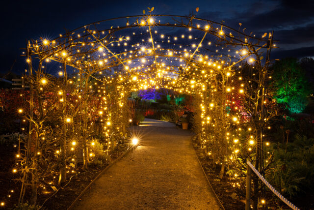 Glow at RHS Garden Harlow Carr
