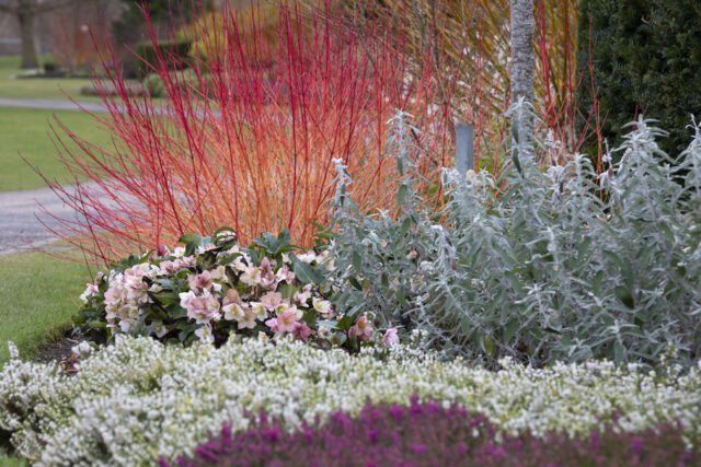 RHS Garden Harlow Carr in winter