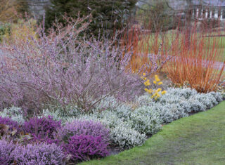 RHS Garden Harlow Carr in winter